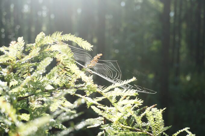 A spider's web in the branches of a fern tree as sunlight pours through a forest in the background